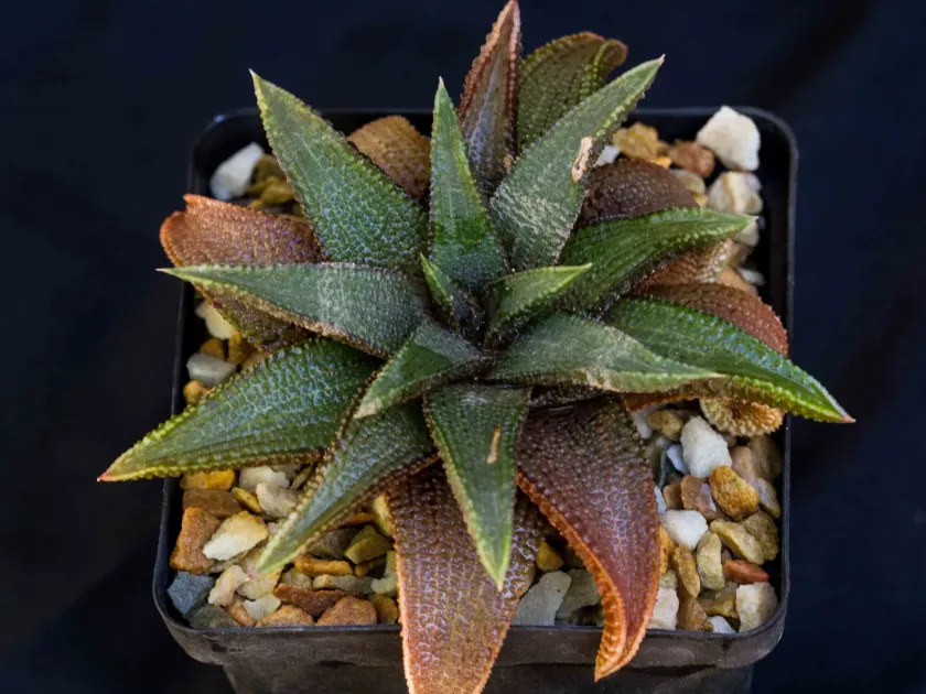 Haworthiopsis koelmaniorum