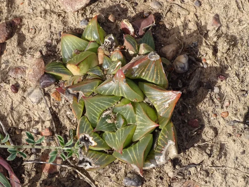 Haworthia retusa