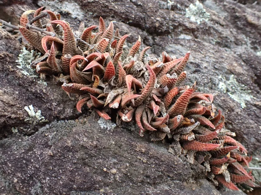 Haworthiopsis scabra