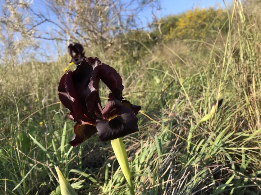 Dark purple iris