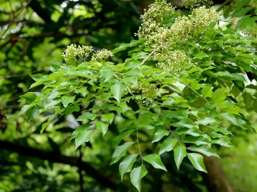 Dalbergia odorifera