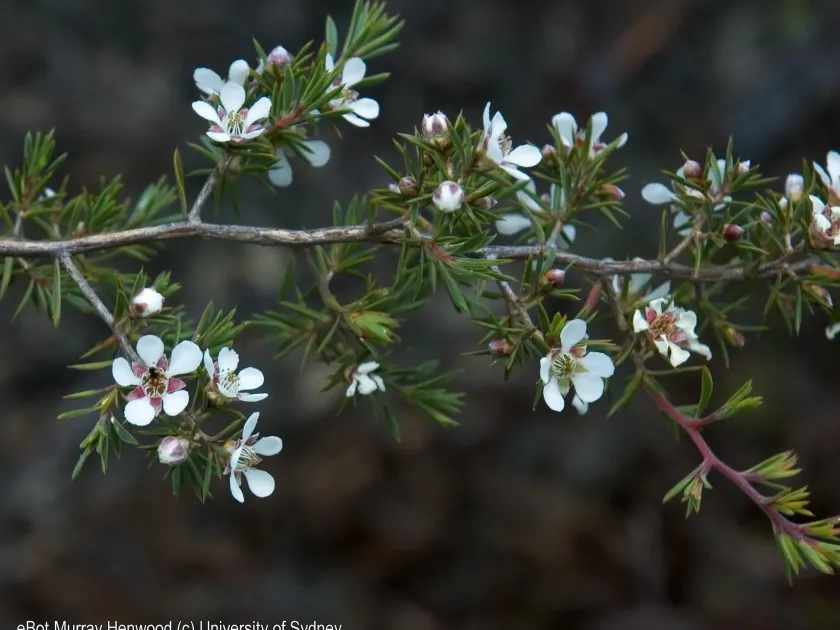 Leptospermum arachnoides