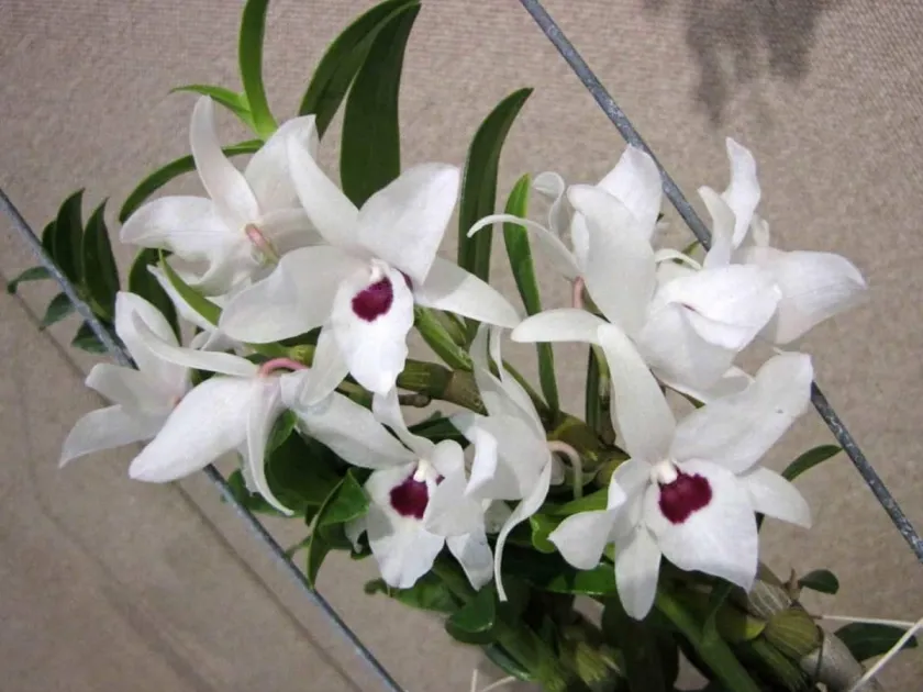 Dendrobium aberrans