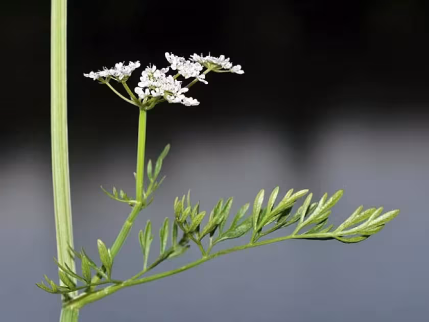 Oenanthe banatica