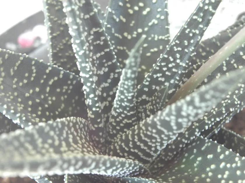 Gasterhaworthia