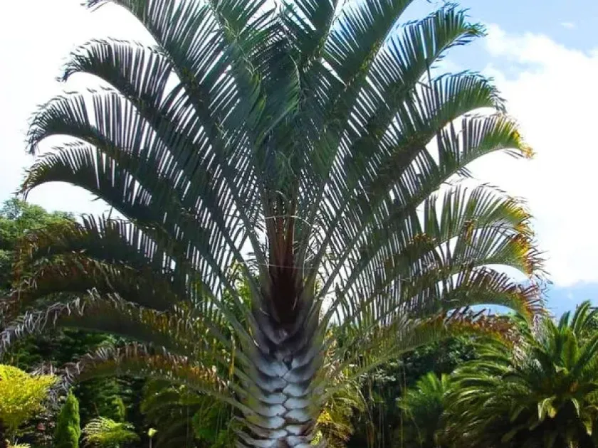 Chrysalidocarpus decaryi