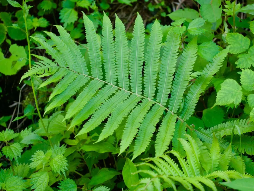 Oriental ostrich fern