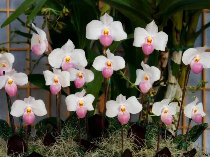 Paphiopedilum beyrodtianum