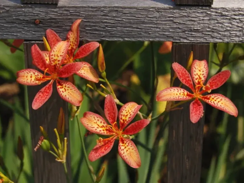 Norris iris