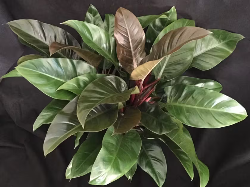 Philodendron Manda