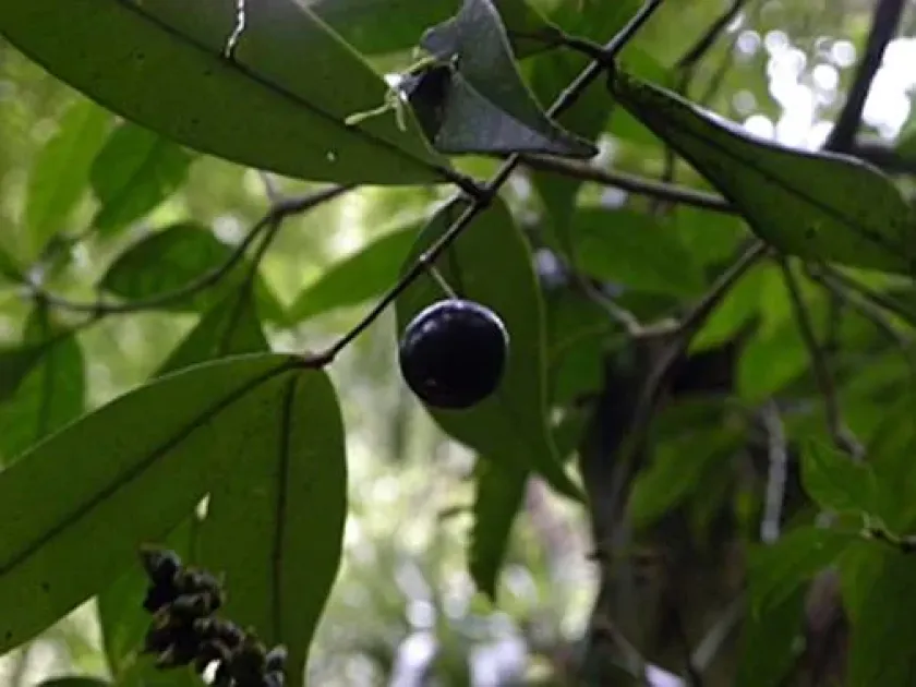 Myrcia neosuaveolens