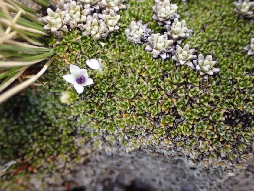 Veronica pulvinaris