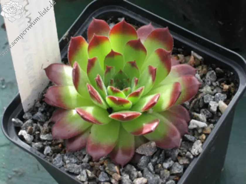 High Houseleek