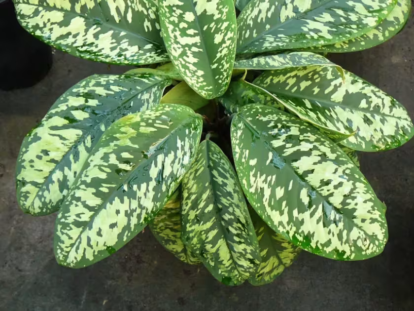 Adelonema wallisii