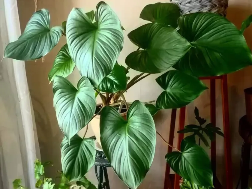 Homalomena cordata