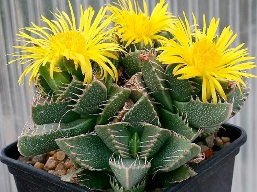 Faucaria felina
