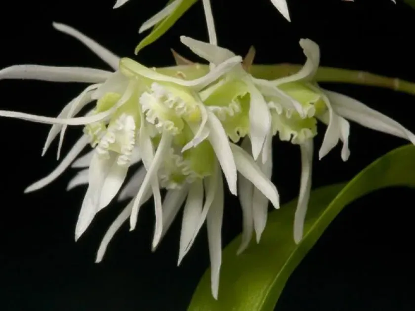 Dendrobium aclinia