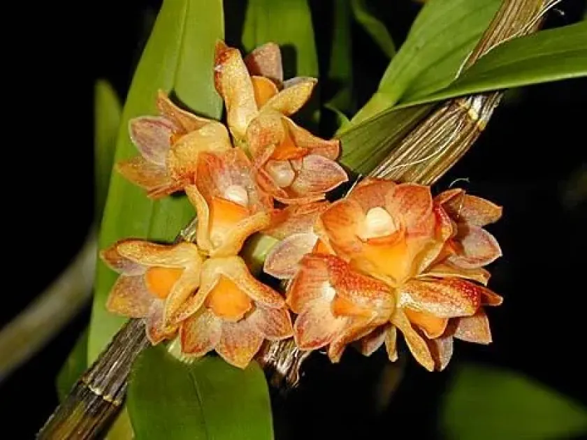 Dendrobium dantaniense