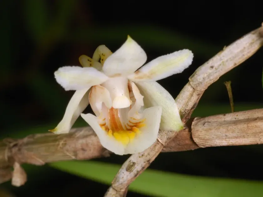 Dendrobium pseudodichaea
