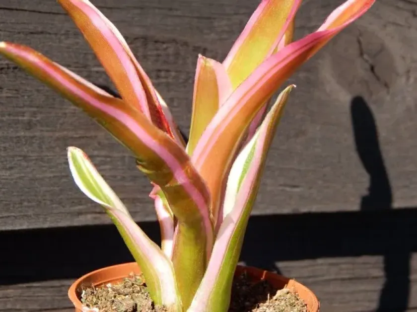 Neoregelia schultesiana
