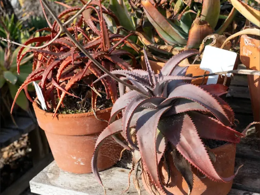Aloe eremophila
