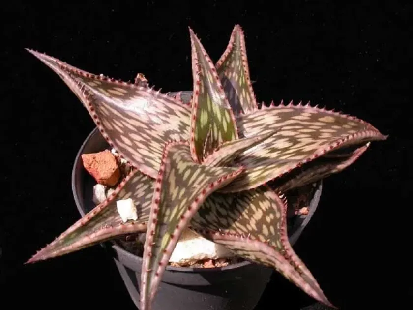 Aloe hemmingii