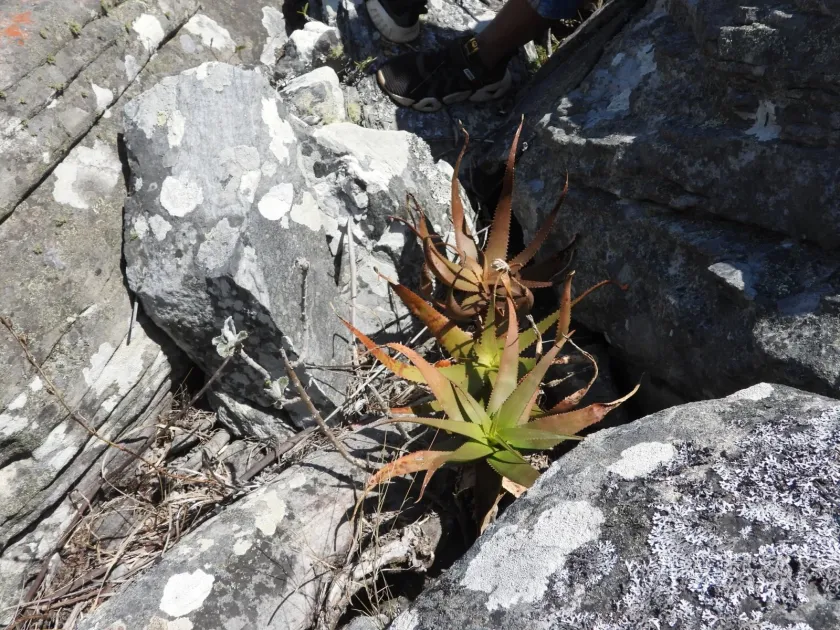 Aloe ibitiensis