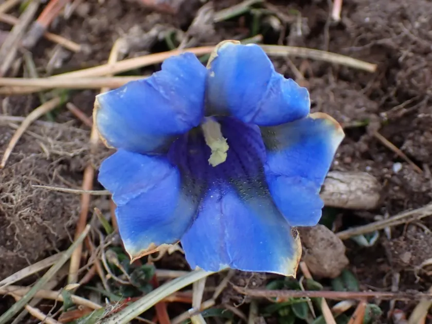 Stemless gentian
