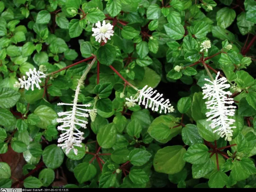 Peperomia fraseri