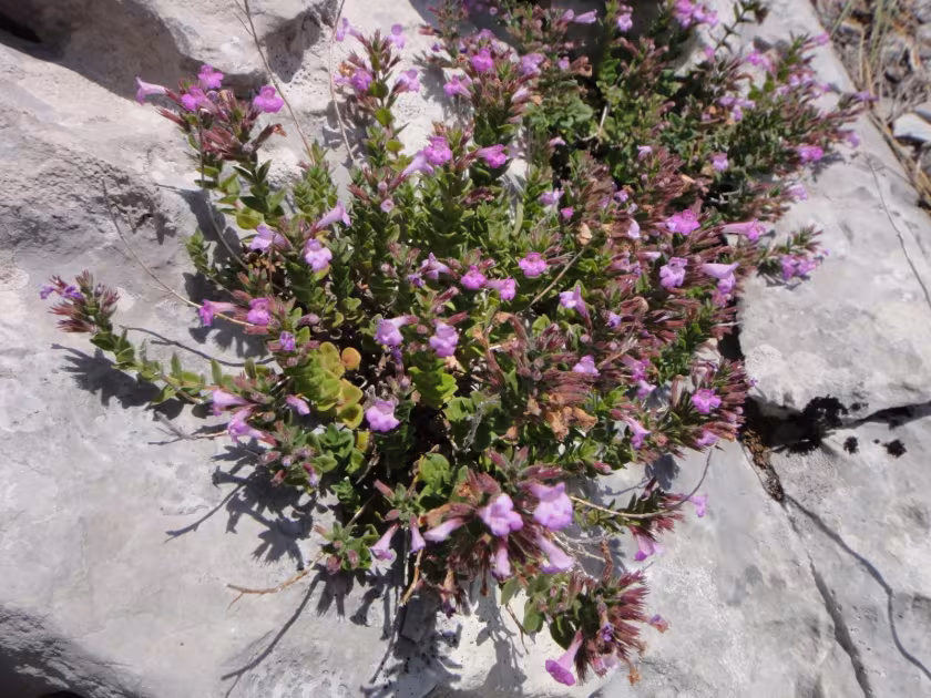 Micromeria croatica