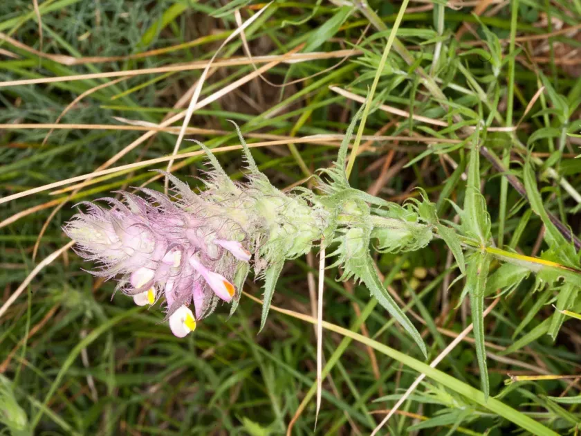 Fringed cow-wheat