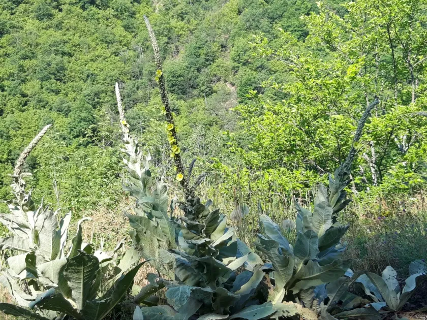 Long-branched mullein