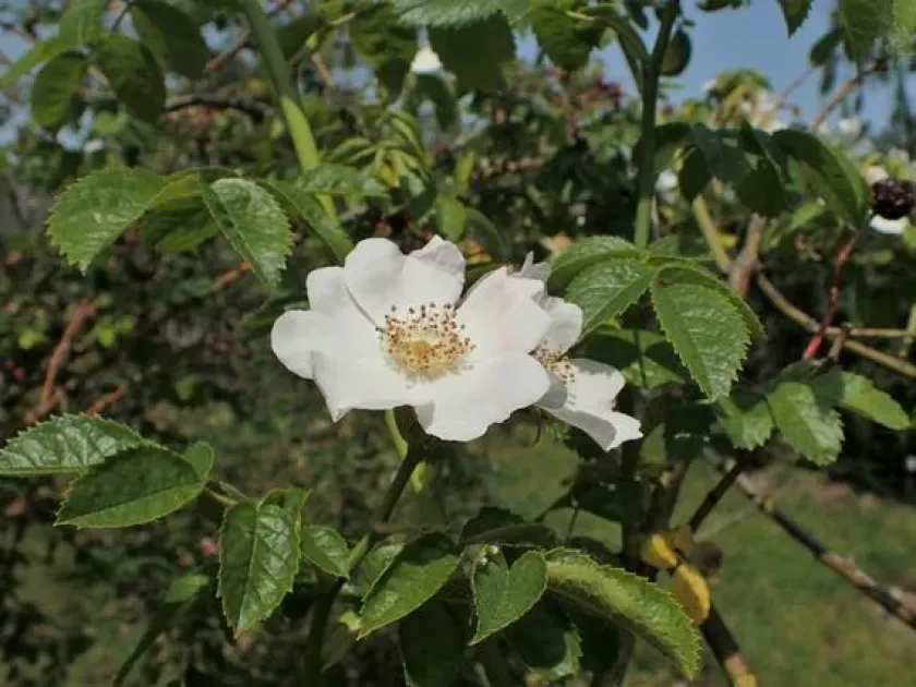 Zalana Rose