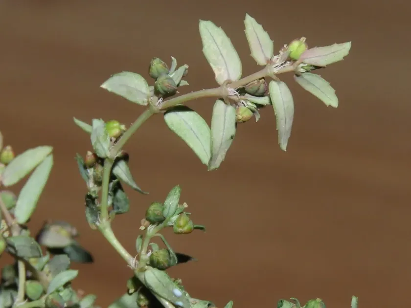Abrams' spurge