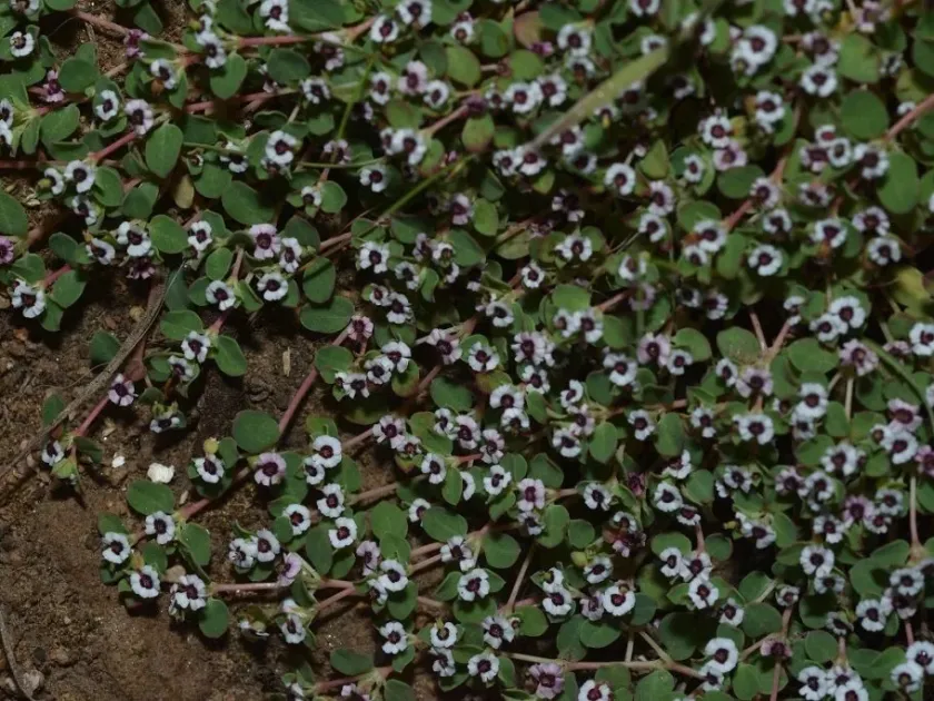 Sand spurge