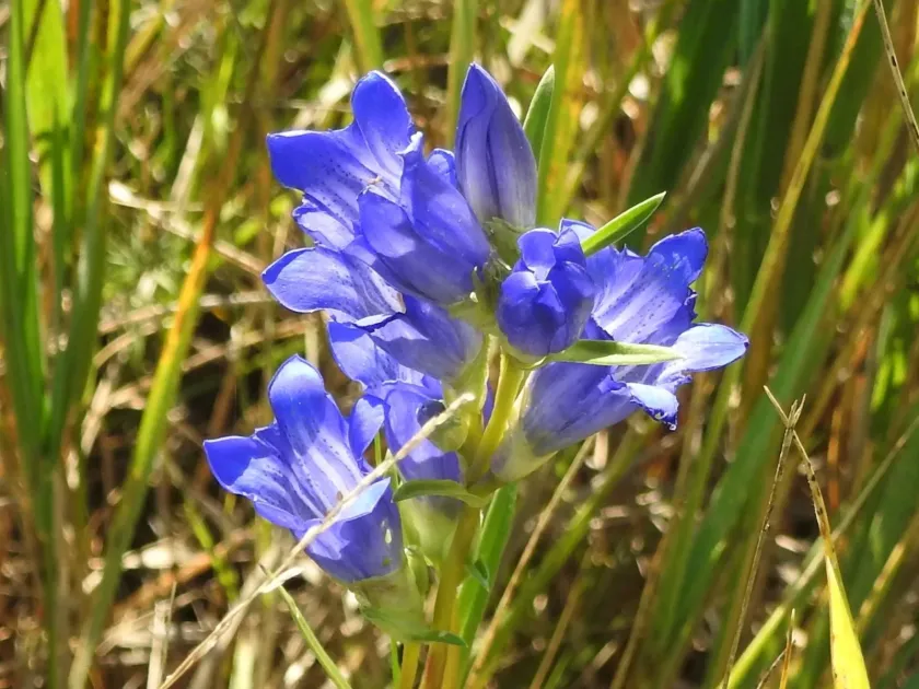 Dahurian gentian