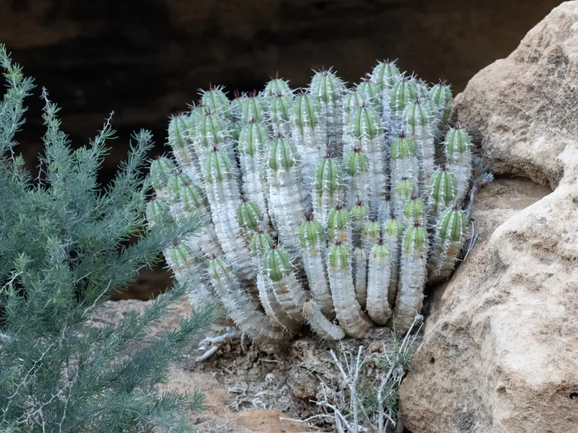 Moroccan Spurge
