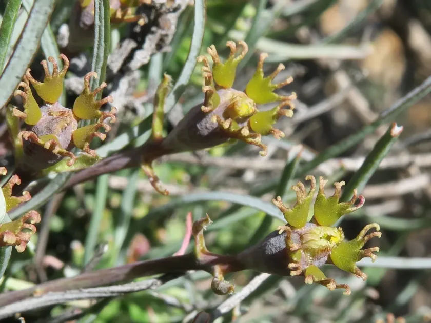 Euphorbia filiflora