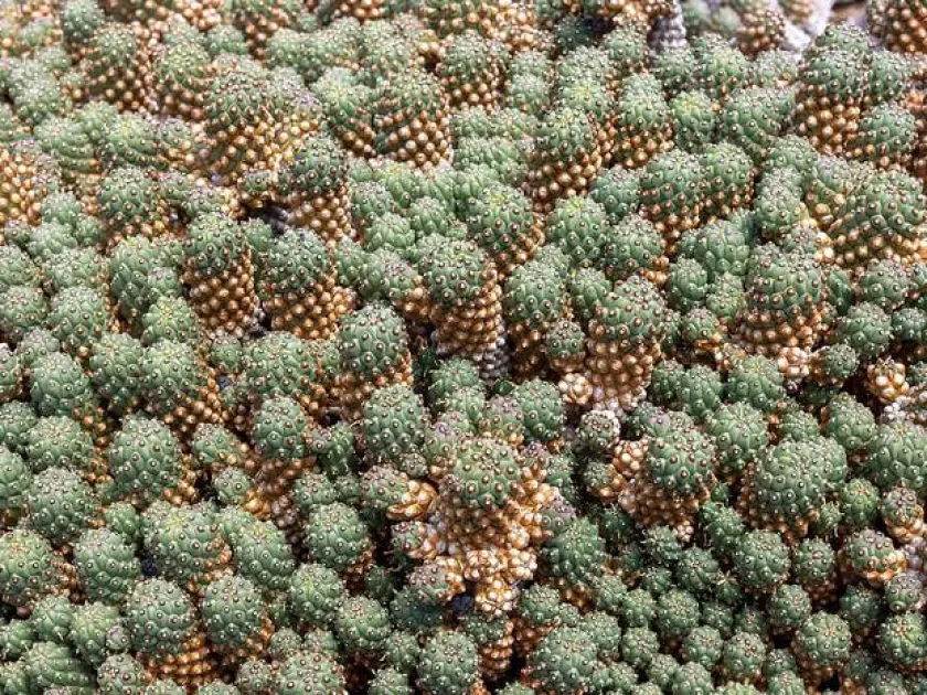 Euphorbia cactus