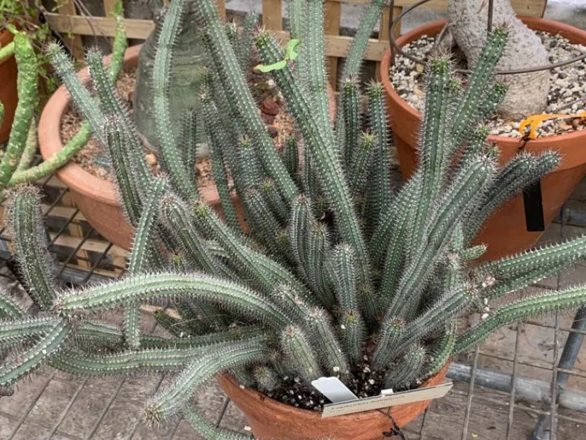 Euphorbia baioensis