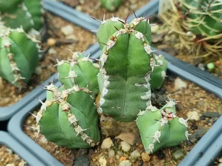 Euphorbia makallensis