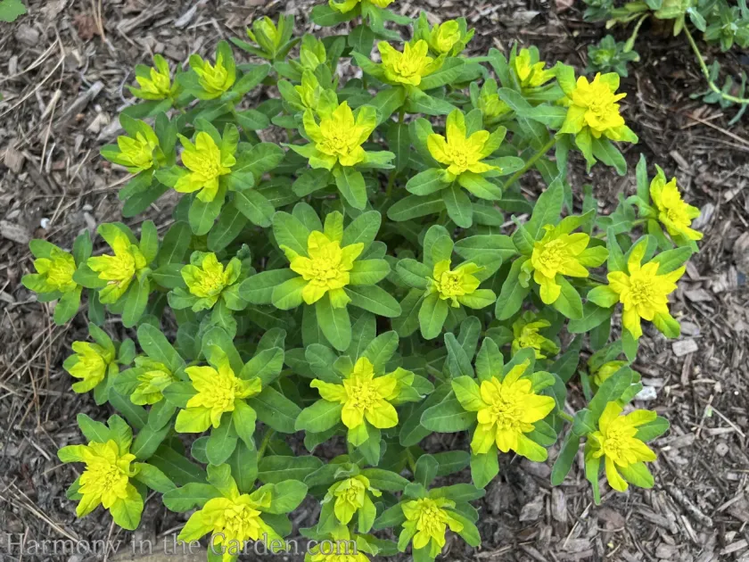 Martin's Spurge