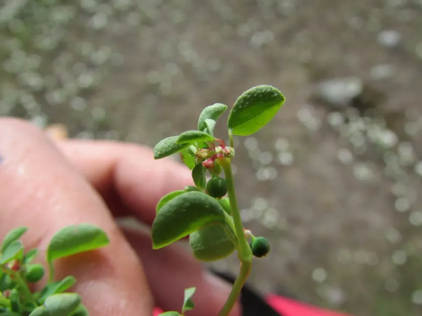 Cliff spurge