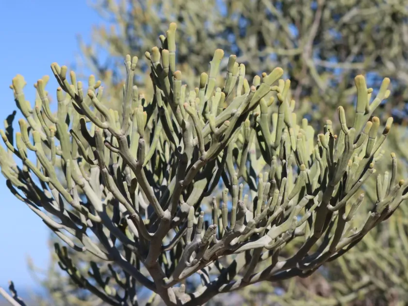 Euphorbia xylophylloides