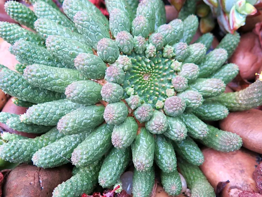 Medusa's Head