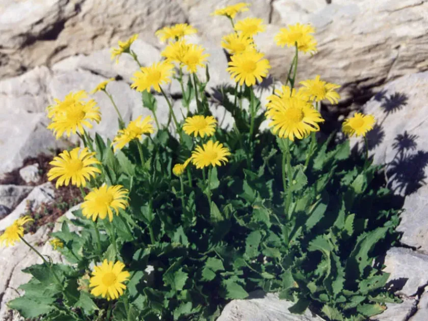 Doronicum grandiflorum