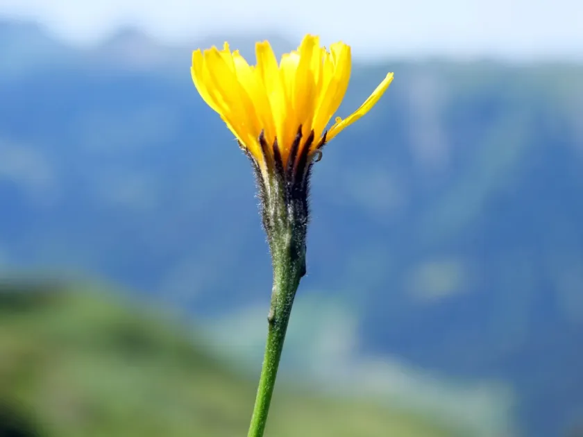 Swiss scorzoneroides