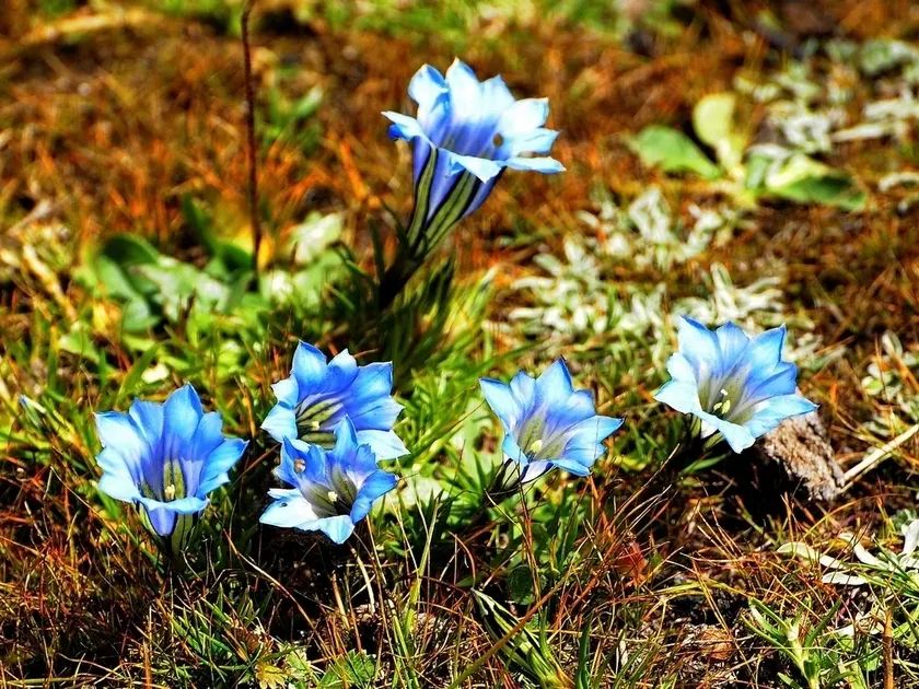 Chinese gentian