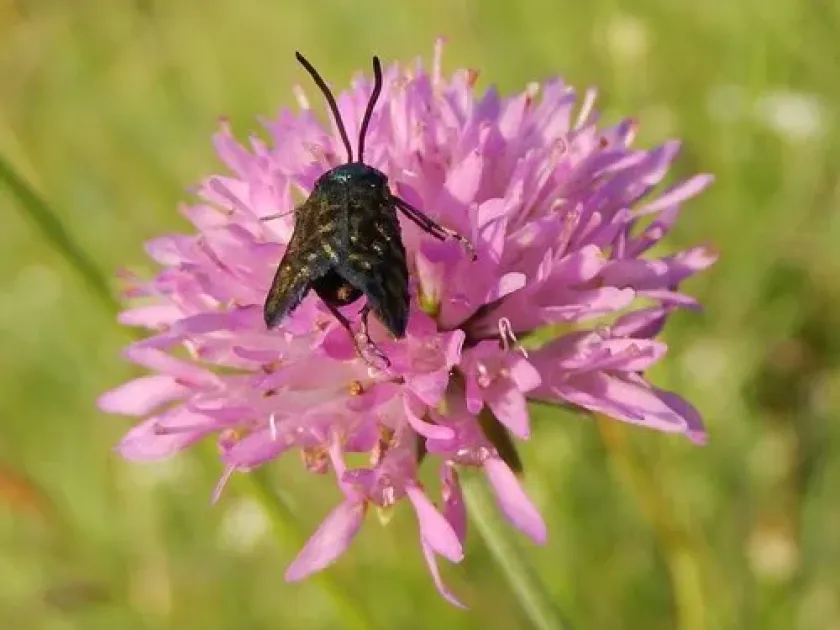 Illyrian scabious