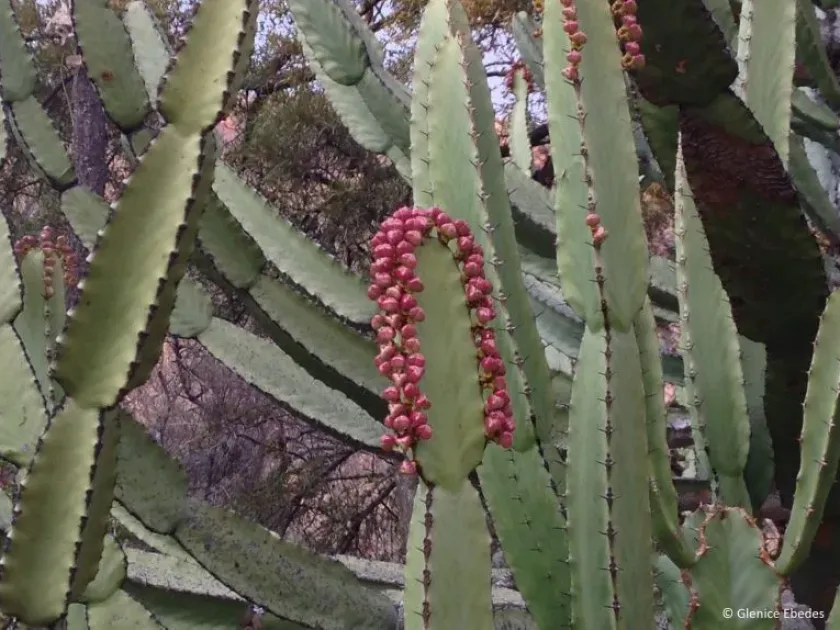 Euphorbia curvirama